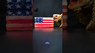 ASMR Mukbang Eating United States 🇺🇸 Turtle Tortoise
