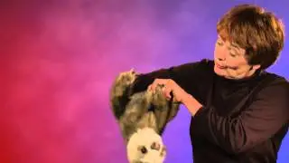 Folkmanis&reg; Baby Sloth Puppet Demo
