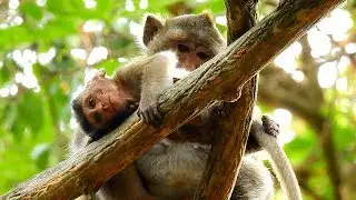 Anna take care Alba , Alba sleep near mom for grooming