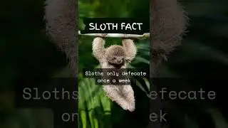 Sloth Facts #1
