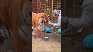 Тигр ждал свою старую ХОЗЯЙКУ🐯❤️