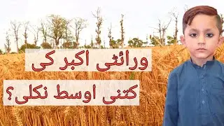 Hamari Gandum Ki Ausat Kitni Nikli😱 || Chota_kissan