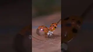 Lady beetle taking off in slow-mo 🐞