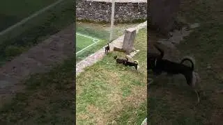 Three of or five rescuedogs from the streets of Lima. We moved from Lima to Ollantaytambo. 🩷