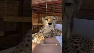 Cute cheetah❤️