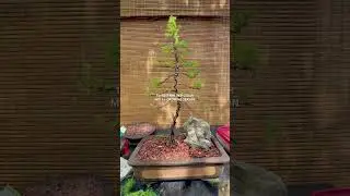 EASTERN RED CEDAR BONSAI FORM FALL 2024