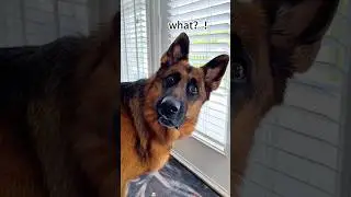 I&rsquo;m so hungry I can eat a dog 🐶 😂 #funny #youtube #cutedog #fyp #usa #funnyshorts