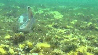 Dusky Morwong (dactyliophorus nigricans) at Cottesloe Reef, Western Australia