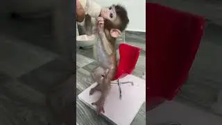 Monkey sits in a chair like a human #animals #cutemonkey #monkey #videoshort #animal #cute