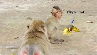 Very Terrified...!! Tiny baby Emily feels scared when other monkey want her food