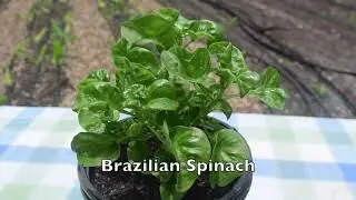 Top 5 Perennials for South Florida