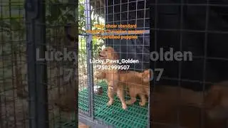 #Goldenretriever#pure specimen#show standard#KCI certified puppies#Healthy gene#Import bloodline🐶🐶🐶🐶
