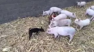 Little Chihuahua Herding Pigs