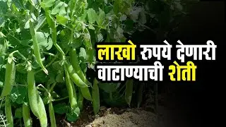 शेतकऱ्यांना लखपती बनवेल वाटाण्याची शेती || How to grow Green Peas || #Agriculture || # मटर की खेती