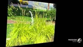 Alopecurus - garden plants