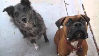 Pet Sitting Tyson final.wmv