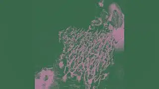 Moderator - Forbidden Fruit