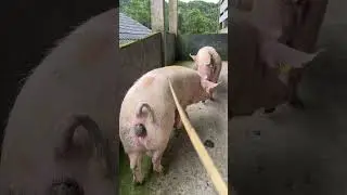 Pig can poop while walking 👀