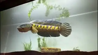Channa auranti highfin