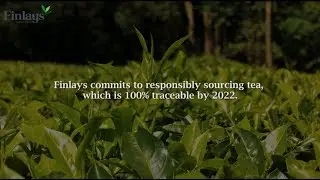 Finlays Sustainable Supply Chain