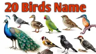 20 Birds Name In Hindi  English| पक्षियों के नाम|Birds Name For Kids| Kids Development| 