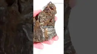 Mars Meteorite Sells for Record $5.3M at Sotheby's! #MARS #SOTHEBYS #AUCTION #METEORITE #METEOR