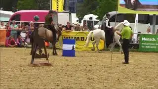 Equitana Open Air  2018 Gangpferde, Showring