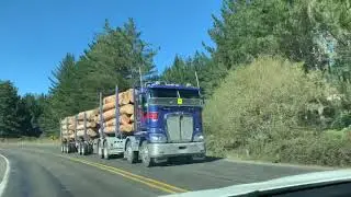 พาชมต้นไม้พายนิวซีแลนด์ New Zealand Trees