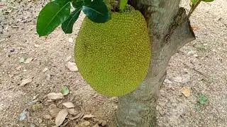 &Uacute;ltimo v&iacute;deo da viajem de Corumb&aacute; 