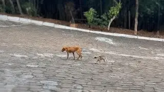 Mother dog hurriedly led her puppies away from villagers, fearing the worst