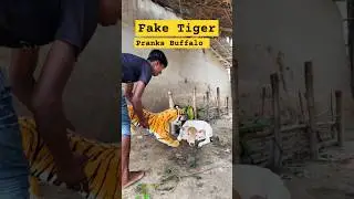 fake tiger prank buffalo #shorts #faketigerprank