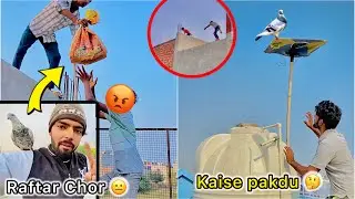Chor Raftar ko chori krne aagye 😑 || 3 din baad Pakdi Kabutri 😦