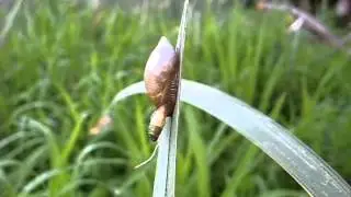 Leucochloridium sp. в янтарке