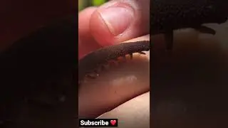 Look great is called velvet worm #shortvideo #worms #amazing #pets #club #viral #shorts