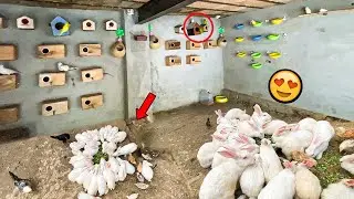 Aj Mini Zoo Par Rabbits Aur Parrots Ka Khas Din ❤️😍 | Dehati Mamu