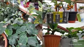 SHOKER BAGAN2021|#Tips on how to look after green house plants/#green house update