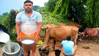 மீனவர் கிராமத்தில் 10 மாடுகள் அரோமா நிறுவனத்திற்கு பால் ஊற்றும் மீனவர் இளைஞர் | Siva Arun Tv