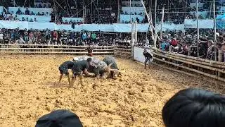 Walezi (win) vs pangeran arena pongke karua