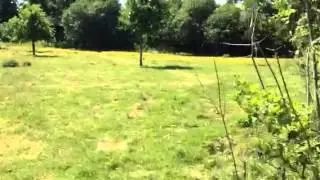 Ancient woodland at Eden Valley Woodland Burial Ground