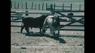 Profile On V61 - Minick Ranch's Unrideable Bull - 1971
