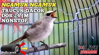 TRUCUKAN GACOR ROPEL PANJANG nonstop 24 jam masteran burung bahan