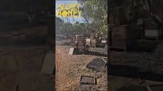 Australian Commercial Beekeeping: Hives Overflowing with Pure Honey!
