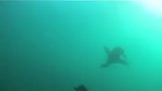 Sea Lions at Anacapa with scuba divers