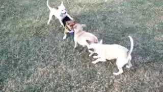 CRAZY O.C. CHIHUAHUAS GONE WILD SERIES