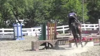 Versatile and Fun Draft Cross For Sale!- SOLD!