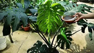 养龟背竹，&ldquo;这碗水&rdquo;最给力，十天喂一次，新叶蹭蹭冒