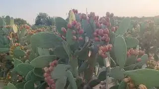 رقم موبايل مشروع اشجارنا لزراعة التين الشوكى بالواحات البحرية 01141183744