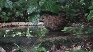 Buff spotted Flufftail female
