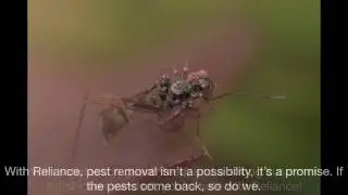 Affordable Pest Control Brisbane