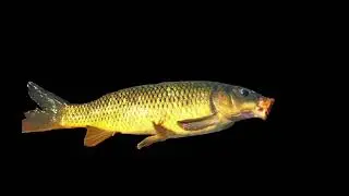 Cyprinus Carpio 2: The Fluid Dynamics of the Carp's Movement Patterns